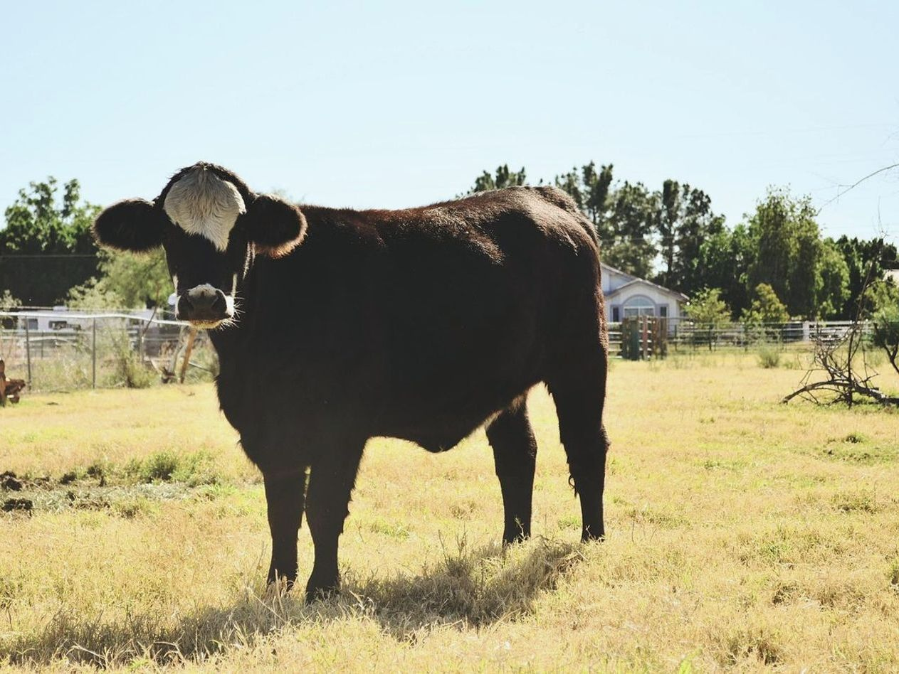 Calves grazing in a sunlit pasture