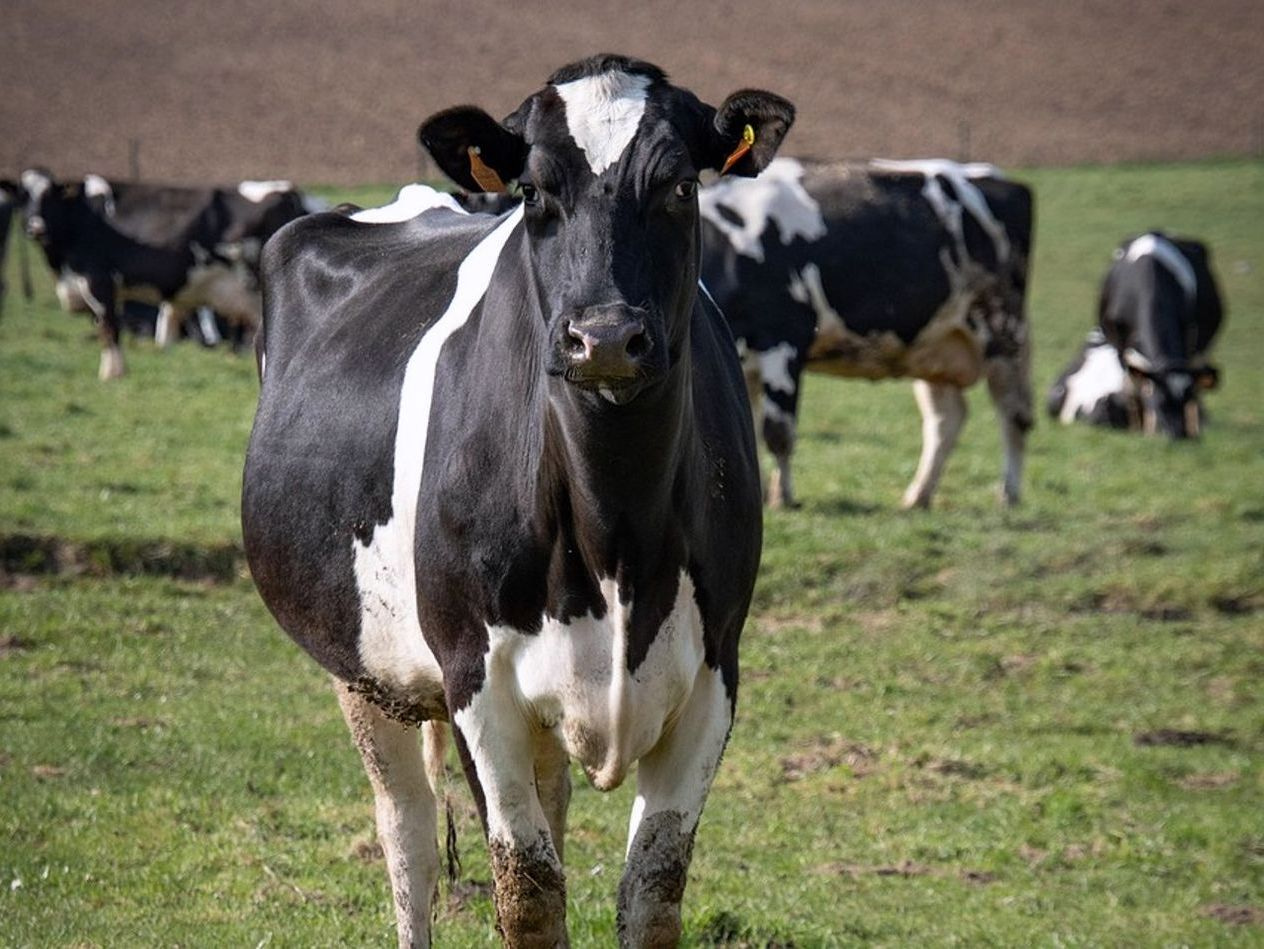 Calves resting near the cattle barn