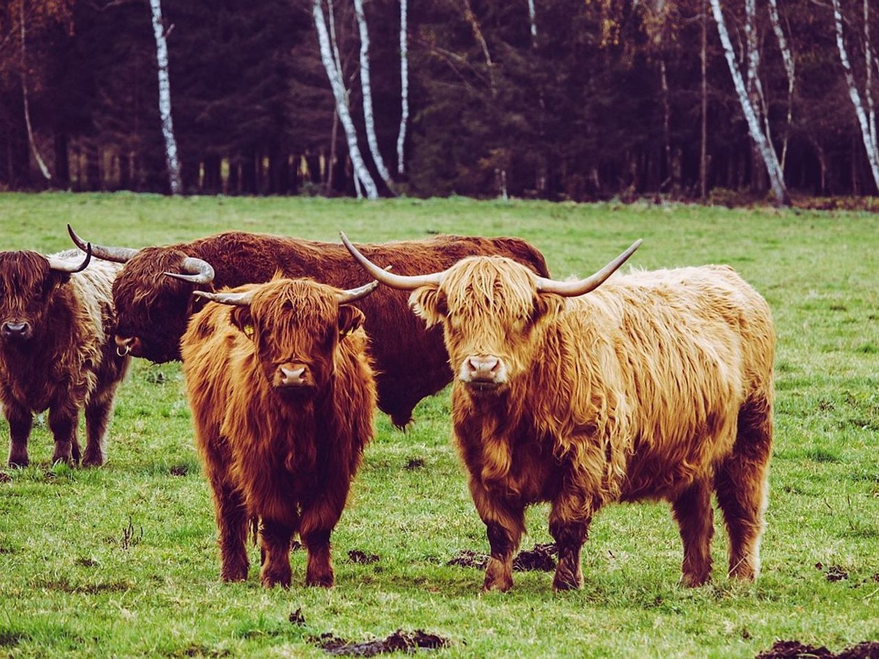 Bulls resting near the farm gate at dusk